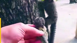 Baby Lion Tamarin Returned To Mother