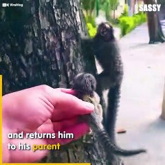 Baby Lion Tamarin Returned To Mother