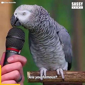Einstein The Talking Parrot