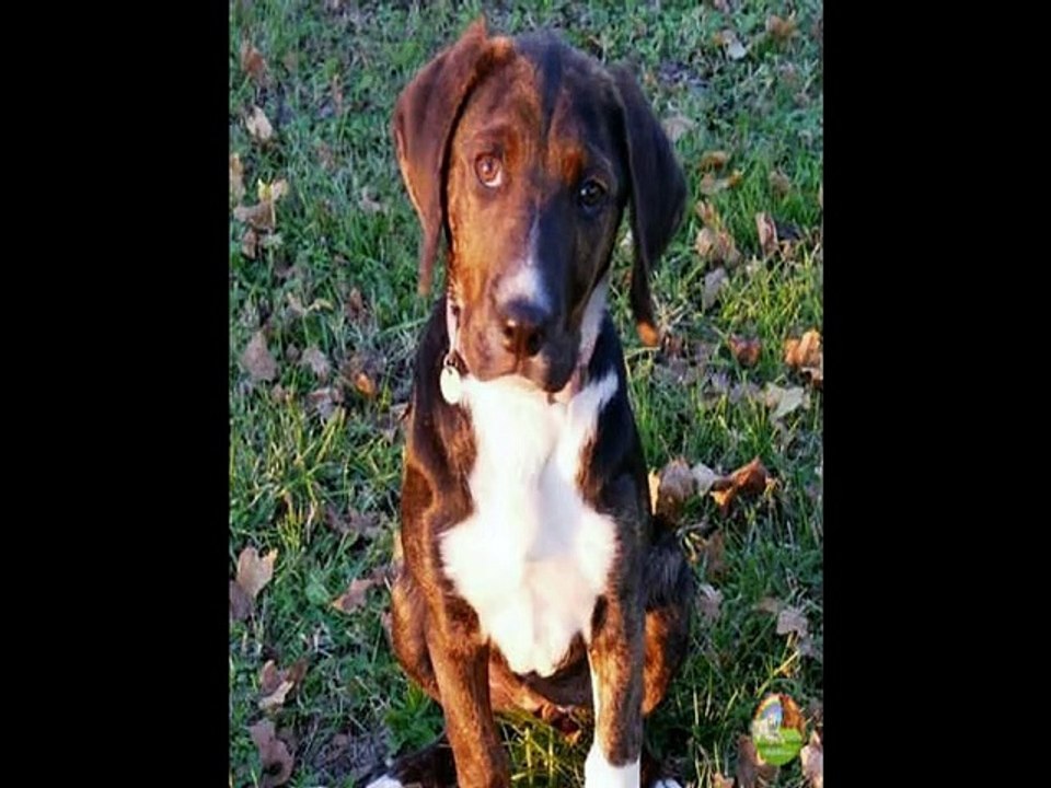 Chiens en éducation canine - diaporama