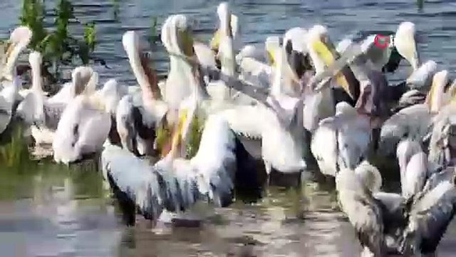 Binlerce kilometre uzaktan geldiler! Bursa'da görsel şölen oluşturdular