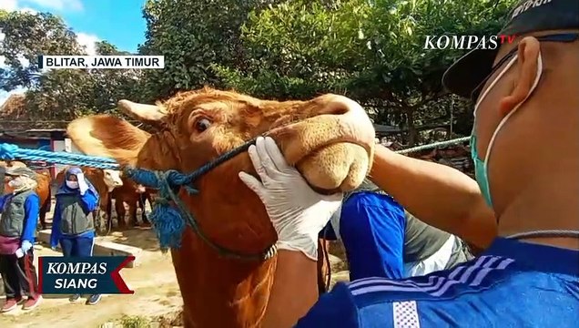 Sidak Hewan Kurban di Blitar, Petugas Temukan 9 Ekor Sapi Terjangkit Penyakit LSD!