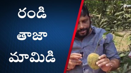 కాకినాడ: మామిడిప్రియులకు గుడ్ న్యూస్... ఎంజాయ్ చేయండి..!