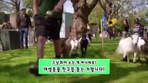 [지구촌톡톡] 염소들의 동물원 일주? 아니 세계일주!