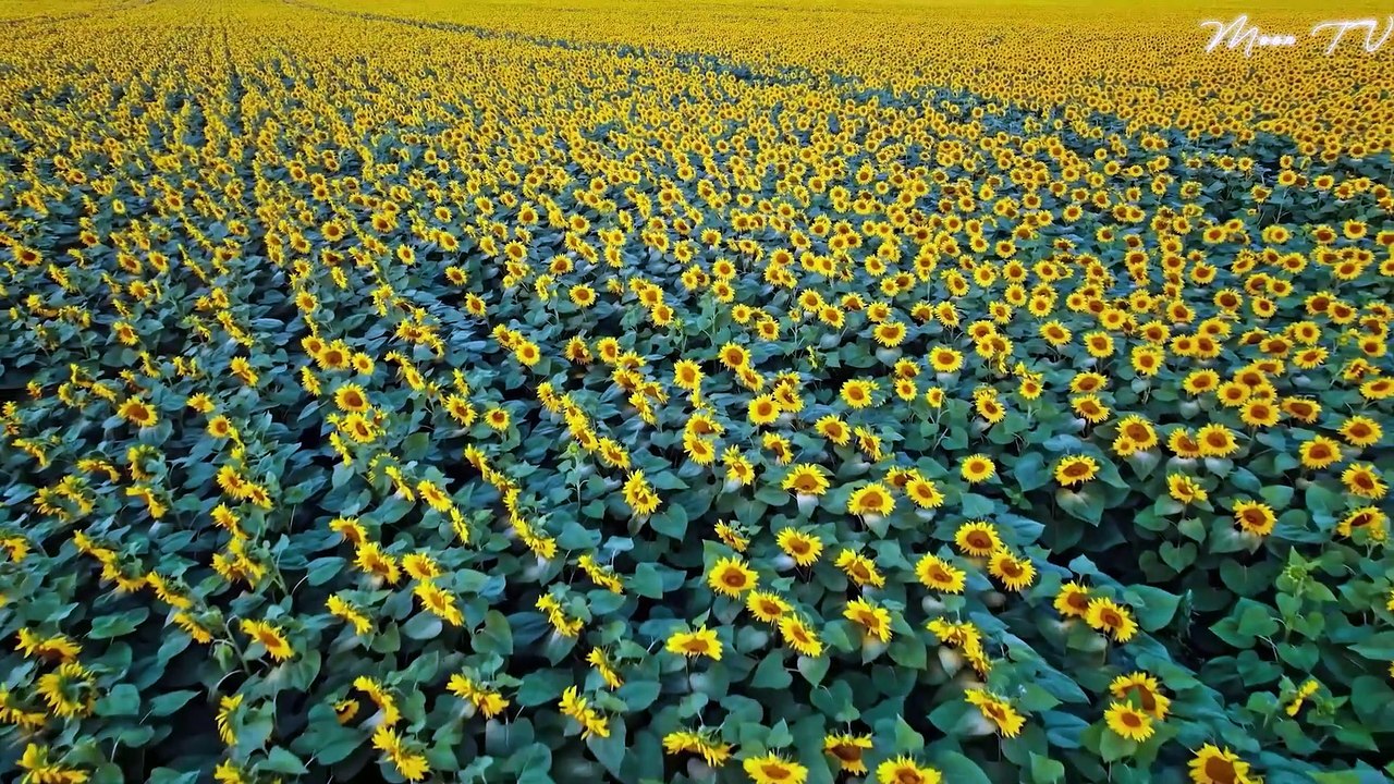 Boost Your Mood with Tranquil Tunes - video Dailymotion