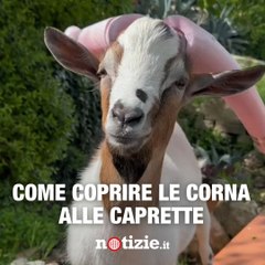Come coprire le corna alle caprette