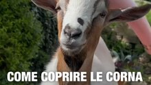 Come coprire le corna alle caprette