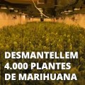 Los Mossos d'Esquadra detienen a tres 'jardineros' en una plantación de marihuana de Constantí