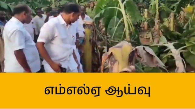 புதுக்கோட்டை: சூறைக்காற்றால் வாழை மரங்கள் சேதம்!