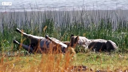 Fierce Wrestling Between Lion vs Zebra - Animal Video   ATP Earth