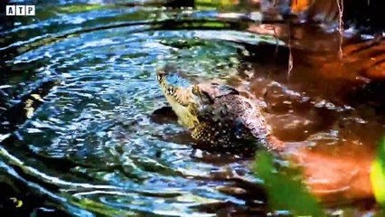 Crocodile Attack Mother Baboon with Baby - Animal Fighting   ATP Earth