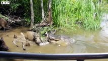 Crocodile Attack  Warthog Drinking - Animal Fighting   ATP Earth
