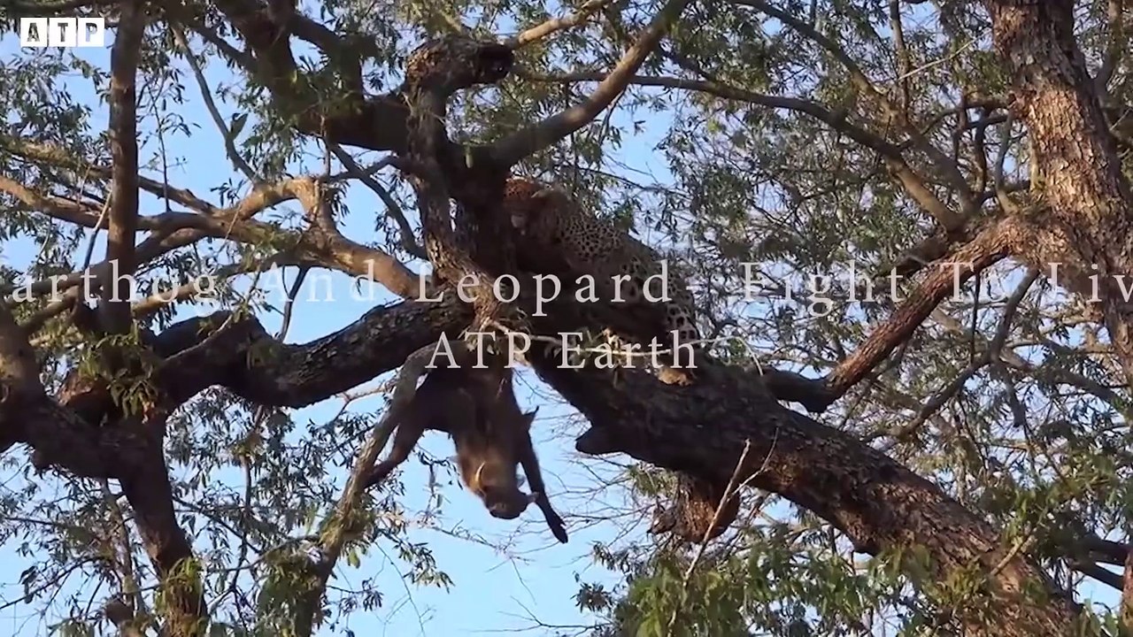 Leopard with Sharp Slaws   ATP Earth