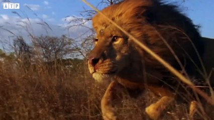 Lion - When Prides Clash and What Happen Next   ATP Earth