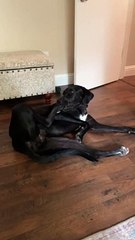 Puppy Nibbles on Her Own Foot