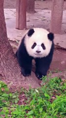 Littel Panda Yu Ai❤️This Is Why People Love