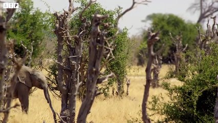 The Battle Of The Lion And Crocodile Kings - Animal Fighting   ATP Earth