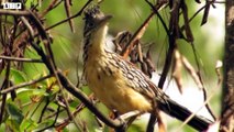 Roadrunner Fight Rattlesnake   ATP Earth