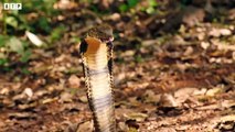 The King Cobra Hunting Animals Moments - Animal Fighting   ATP Earth