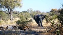 The War Between The Elephant and Lion King - Wild Animals   ATP Earth
