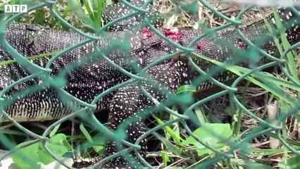 Very Lucky! Lizard Miraculously Escaped Death Attack by Crocodile   ATP Earth