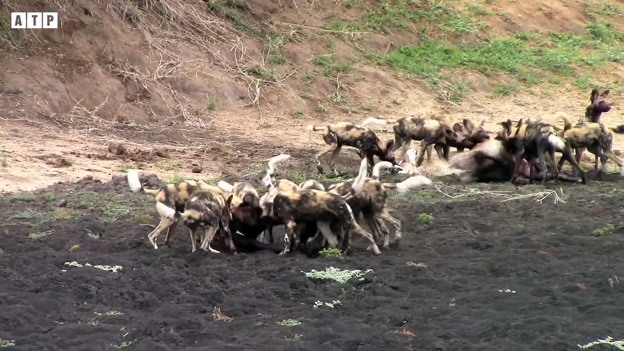Wild dogs Attack Antelope   ATP Earth