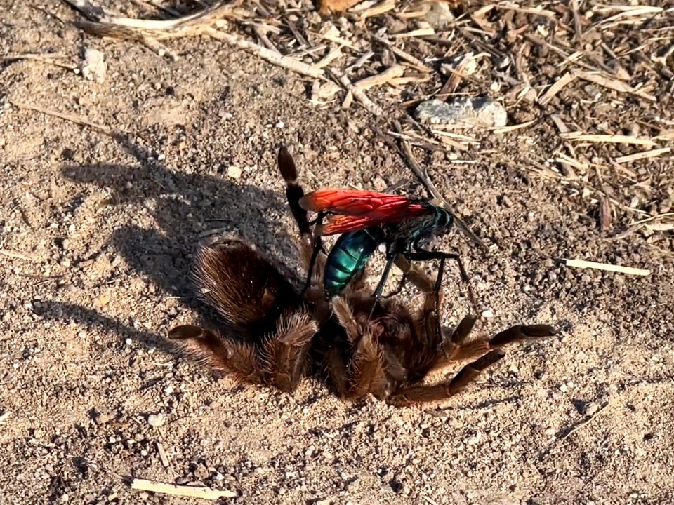 Tarantula Hawk Takes Down Tarantula