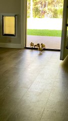 Unconventional Mama Duck Leads Her Young