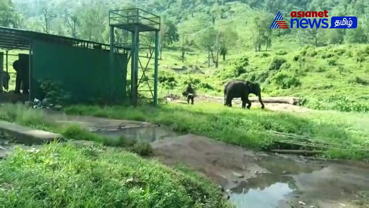 Watch : ஆனைமலை முகாமில் வளர்ப்பு யானைகள் உற்சாக குளியல்! - என்ன ஒரு ஆட்டம்!