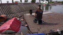 داوطلبان اوکراینی نجات سگ و گربه‌های گرفتار در سیل را آغاز کردند