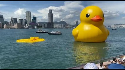 Hong Kong, vita breve per le papere giganti di Hofman