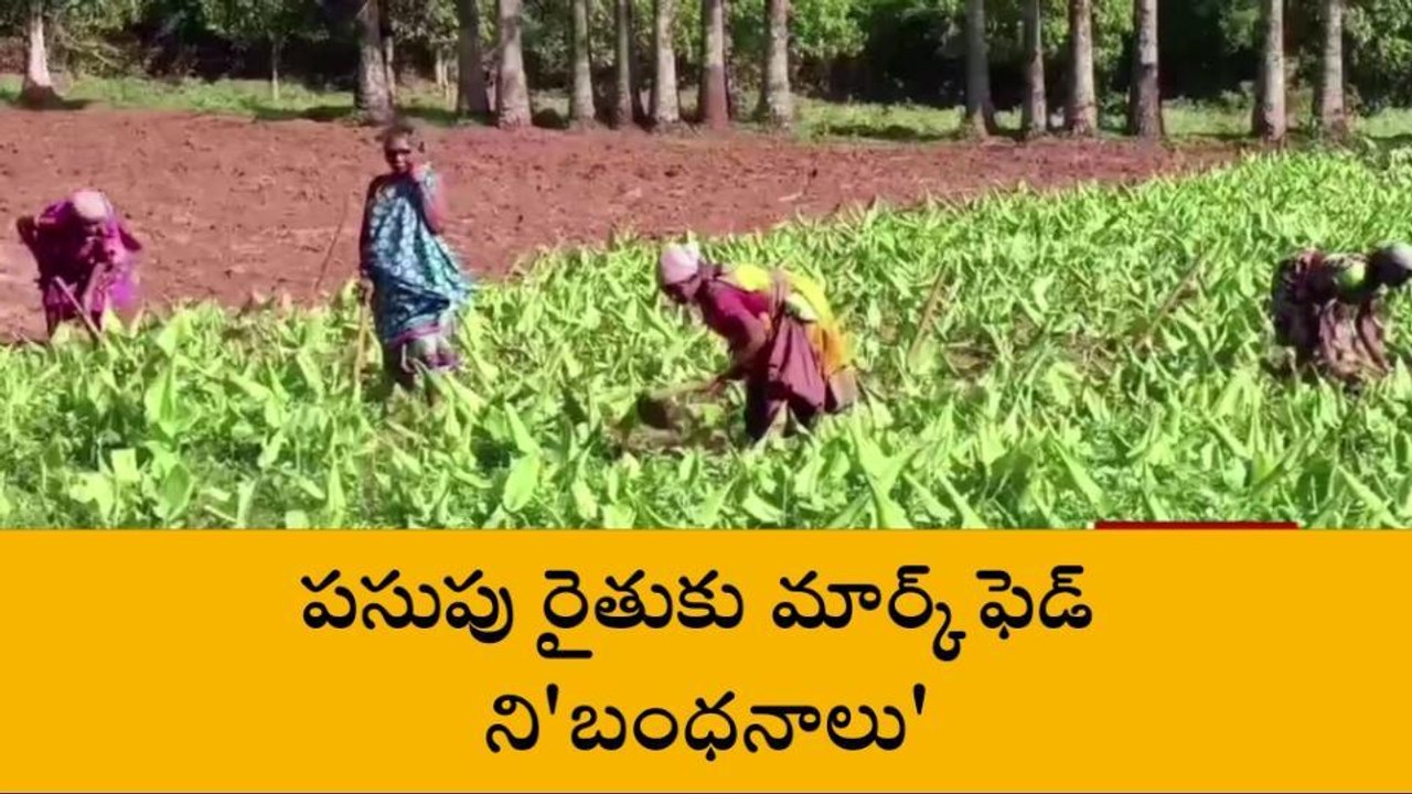 అల్లూరి జిల్లా: పసుపు కొనుగోలుకు నిబంధనలు... ఎలా ఉండాలో తెలుసా?