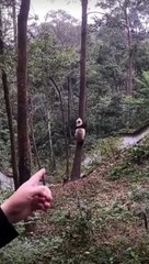 Tree-Top Brews Witness the Adventurous Feats of panda Climbing