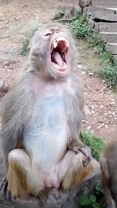 Playful Encounters Memorable Moments of Tourists Engaging with Monkeys