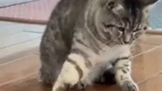 Cats funny videos  best of 2023