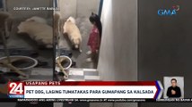 Pet dog, laging tumatakas para gumapang sa kalsada | 24 Oras Weekend