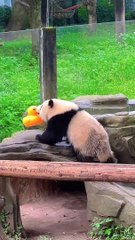 Panda Yu Ai And Little DuckPart 2