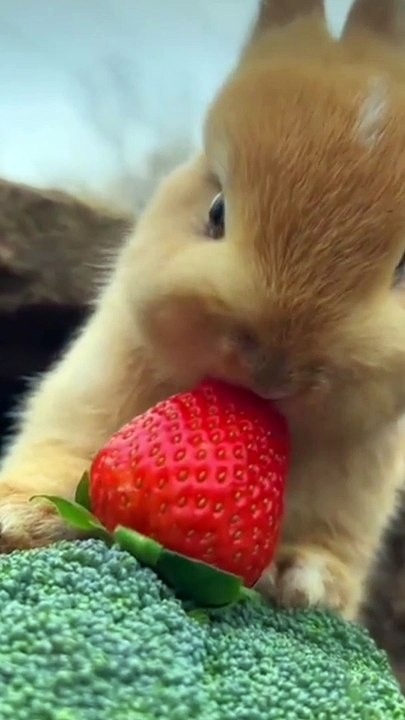 Rabit cute