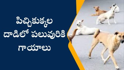 మాచర్ల: పిచ్చికుక్కల దాడిలో పలువురికి గాయాలు