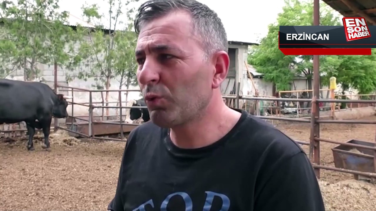 Erzincan'da 1,3 tonluk kurbanlık boğa Toro, alı...