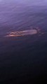 Vídeo mostra água-viva perigosa e rara em praias do Brasil passeando por Porto Belo