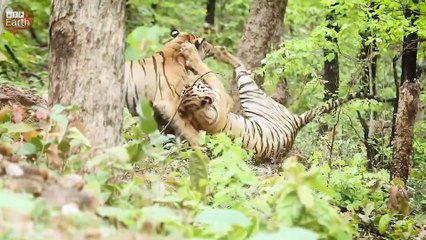 Male Tiger Tired Stealing  Meal of Tigress
