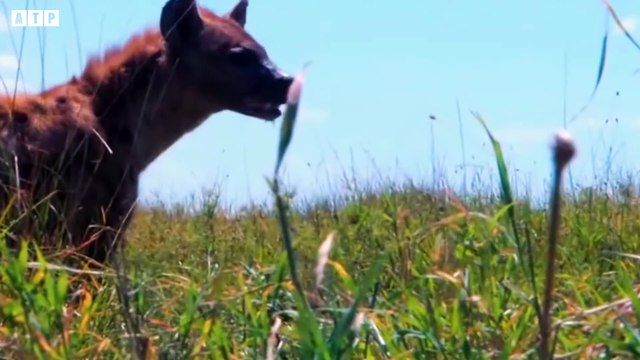 15 Lion Trying Kill Leopard - What Happen Next for Leopard ATP Earth