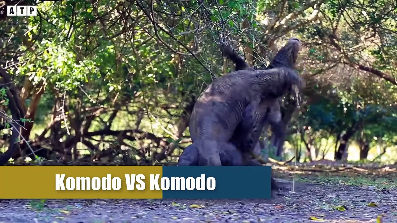 Amazing! Monitor Lizard Vs Python, Komodo Dragon vsCrocodile Best