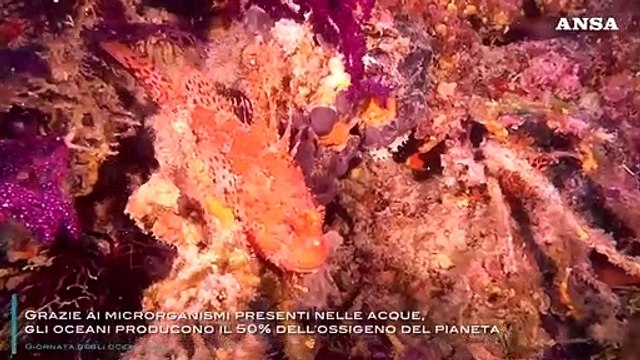 Giornata mondiale degli oceani, risorsa importante per la vita sulla terra