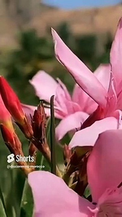 Morocco Tour 10/06/2023 : Discover Ouarzazate Morocco #morocco #travel #moroccovacations #ouarzazate #visitmorocco #desert