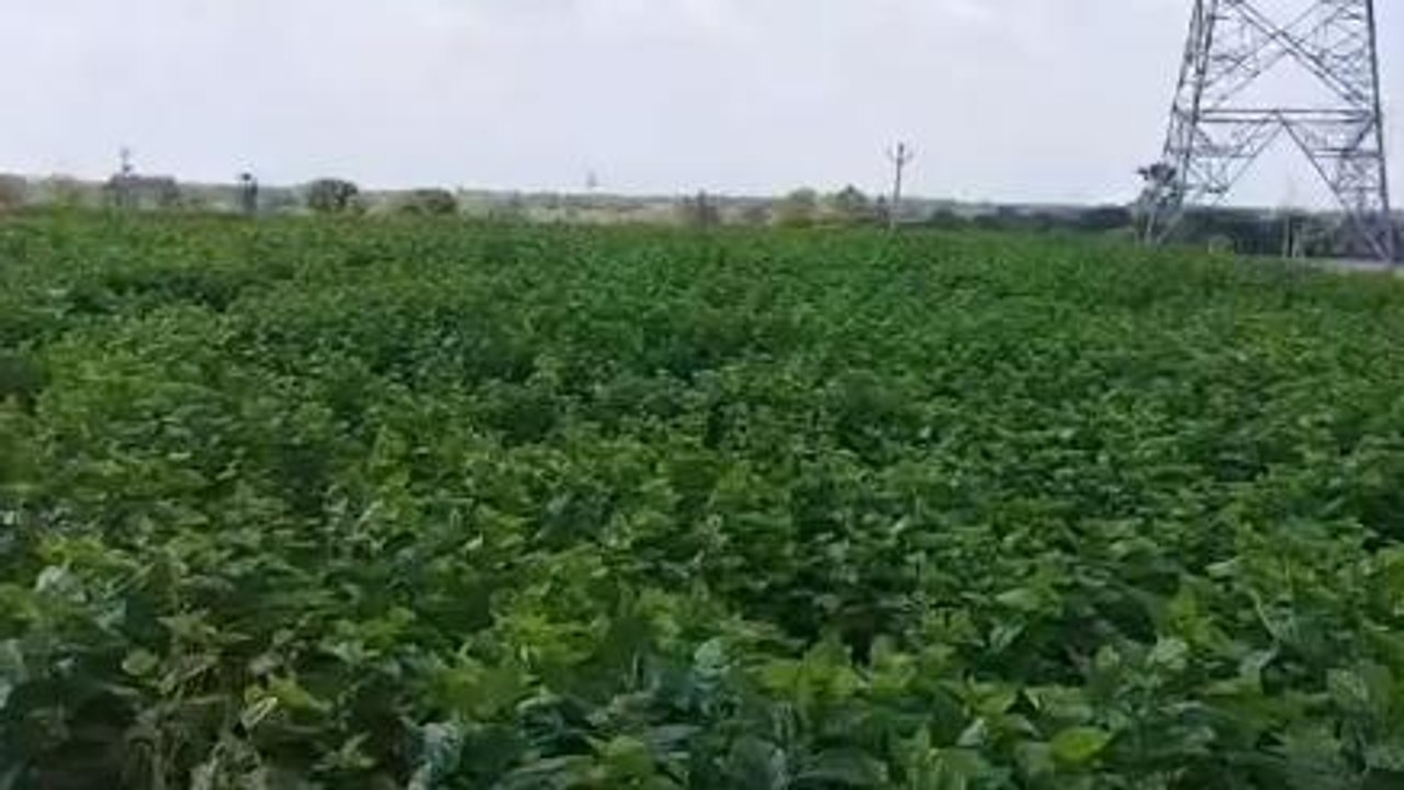 సిద్ధిపేట: పట్టుపురుగుల వ్యాపారంపై రైతులు దృష్టి పెట్టాలి