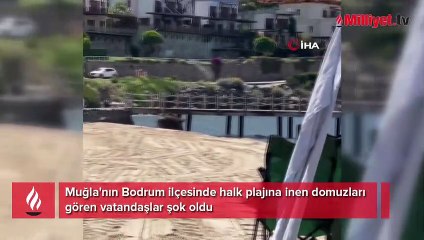 Bodrum'da sahili domuzlar bastı