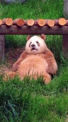 When Panda Qi Zai After Lunch Too Full We Love Panda So We Share❤️