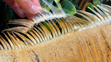 Keeper helps the calm and serene Iguana shed skin off of its spikes